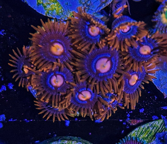 Zoanthids ("Punk rocker morph")