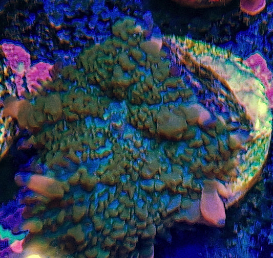 Yuma mushroom ("Painted picasso")