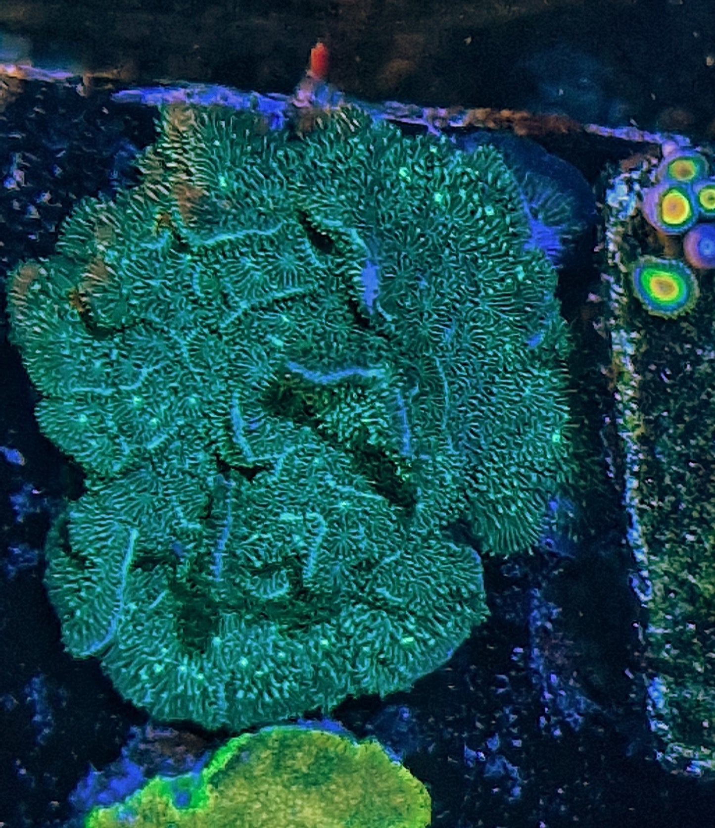 Pavona ("Cactus pavona")
