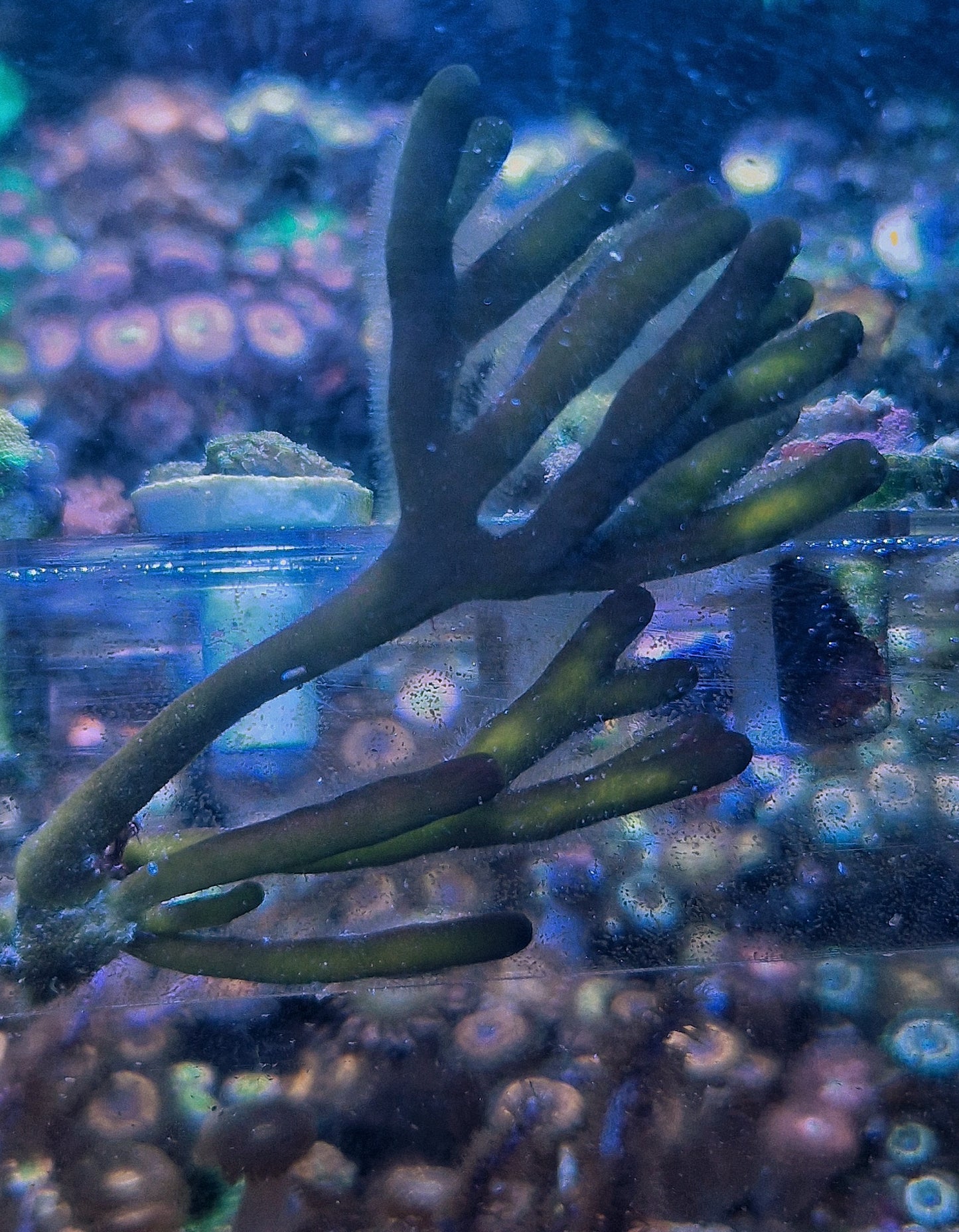 Macro algae : Codium Fragile ("velvet horn")
