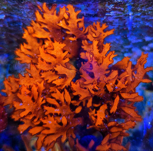 Macro algae : Halymenia spp. (Var. Australian)