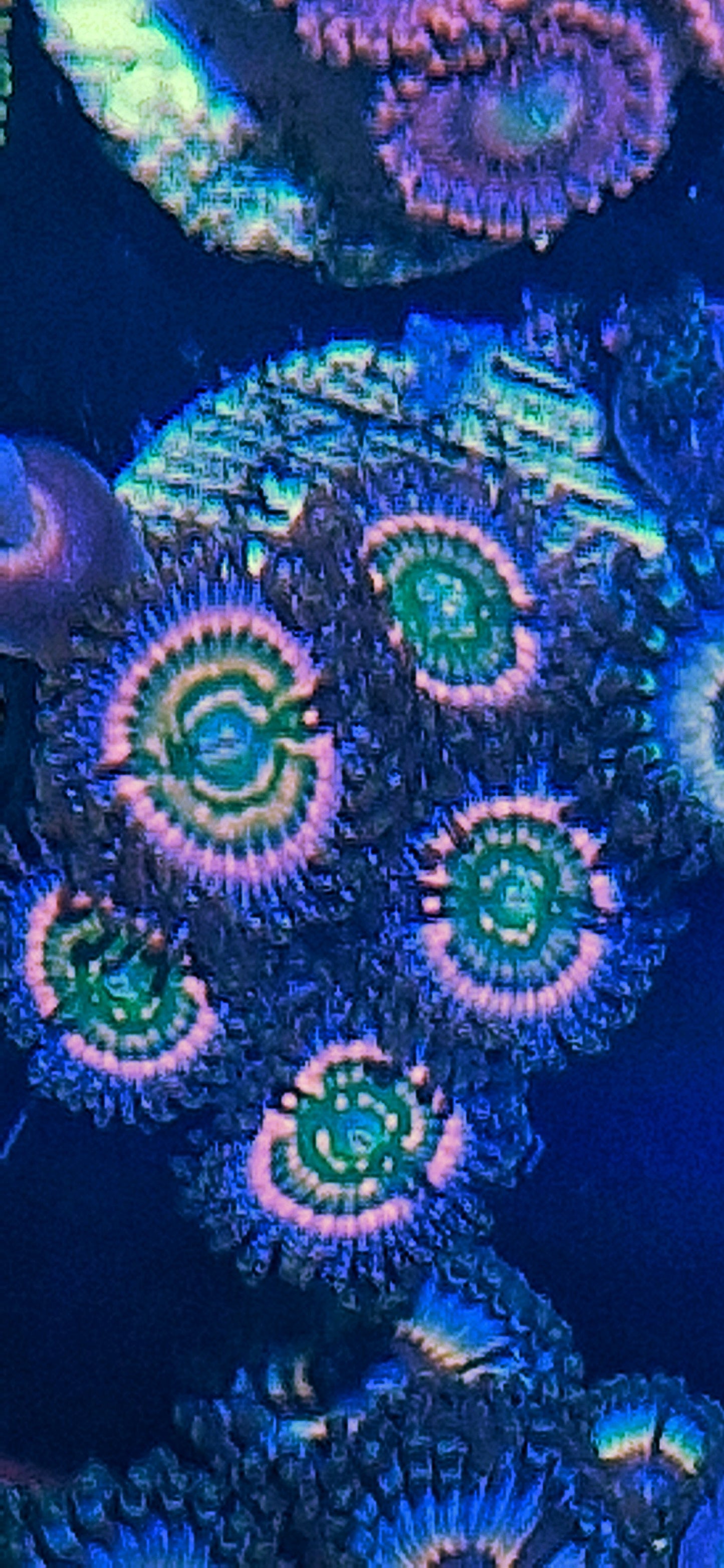 Zoanthids ("ARC Woodstock")