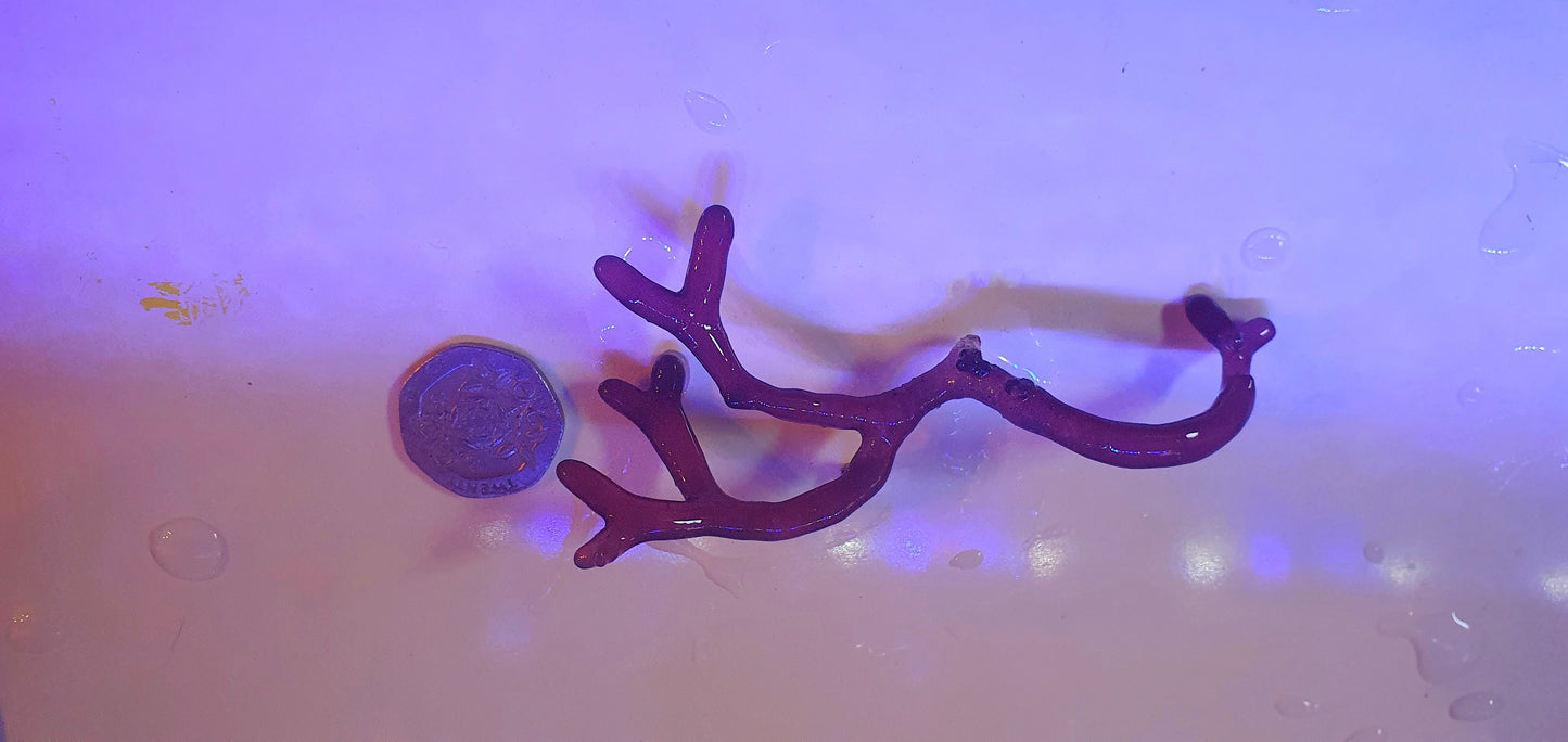 Macro algae : Rhodopeltis spp
