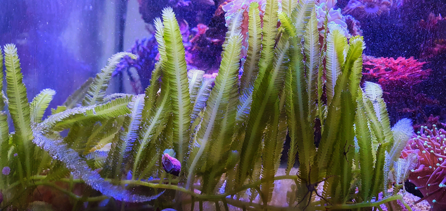 Macro algae : Caulerpa taxifolia