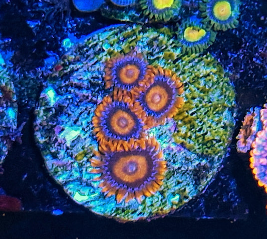 Zoanthid ("Orange oxide")