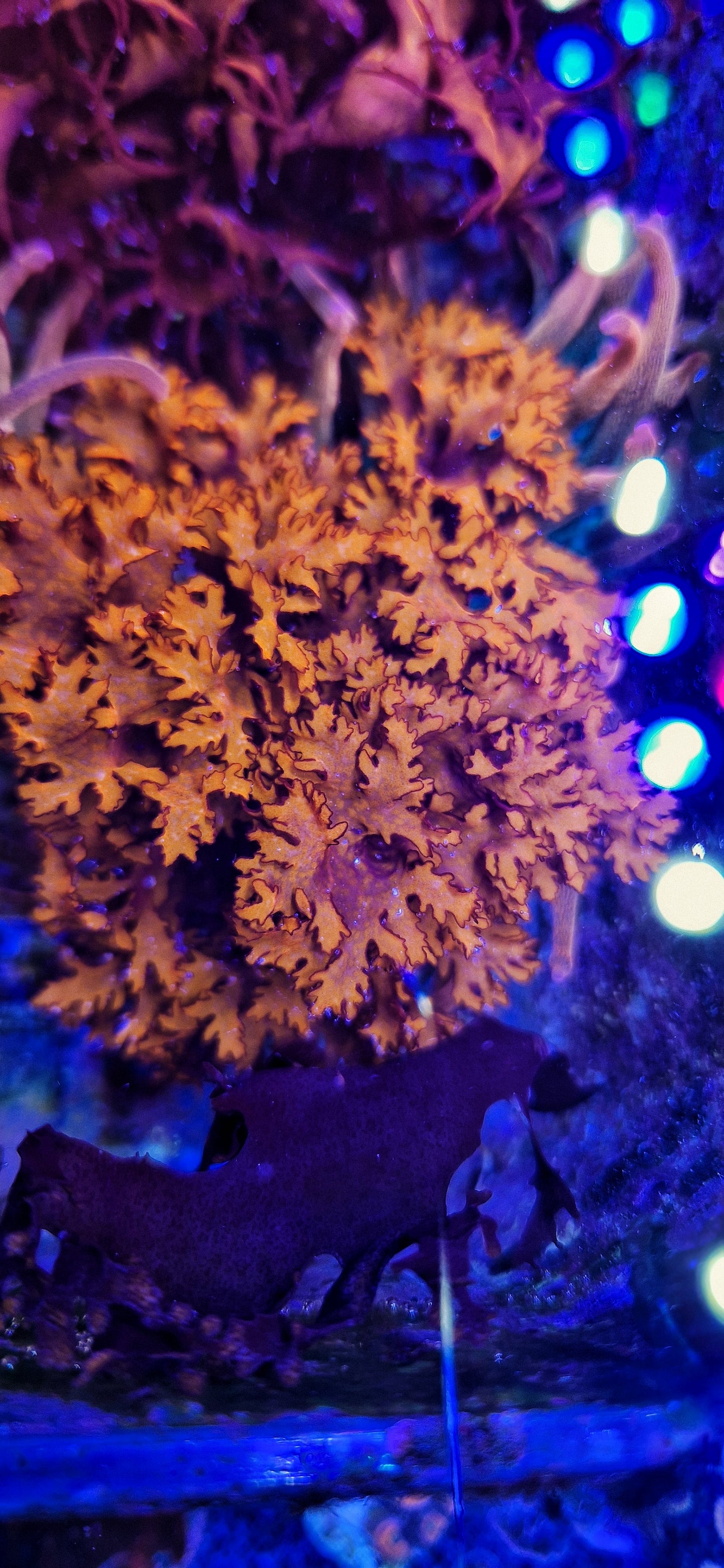 Macro algae : Halymenia spp. (Var. Australian)