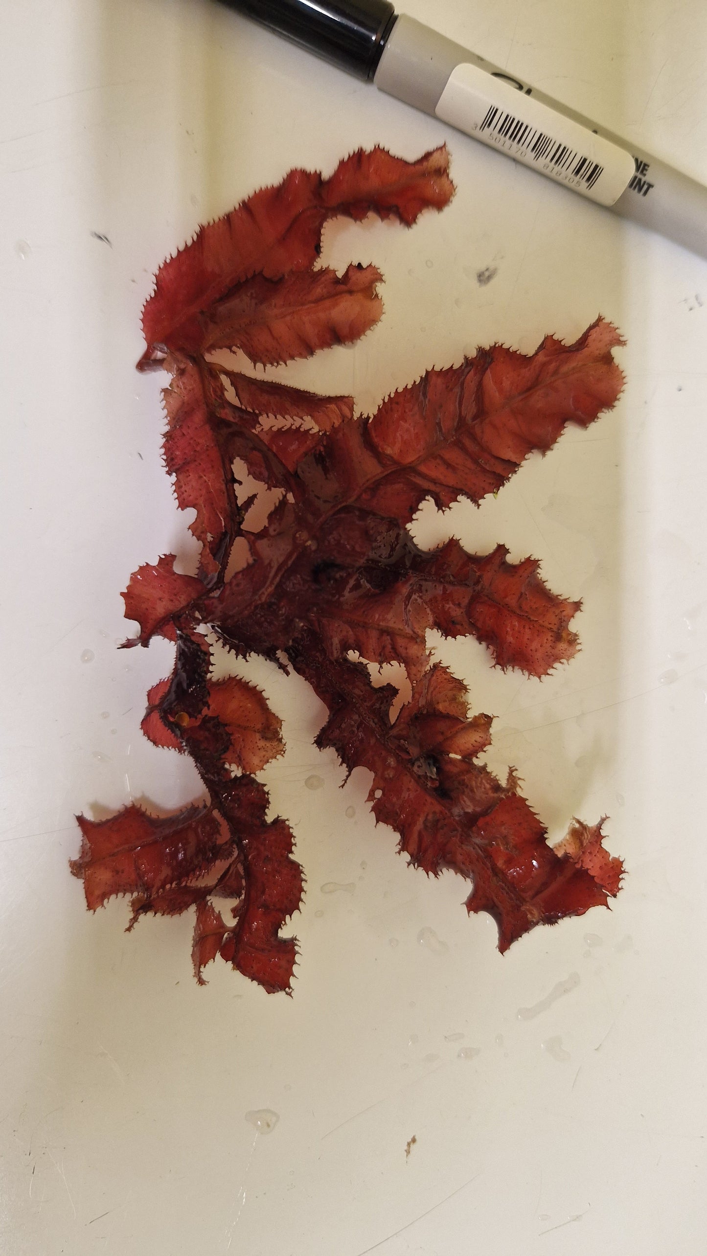 Macro algae : Cryptonemia crenulata