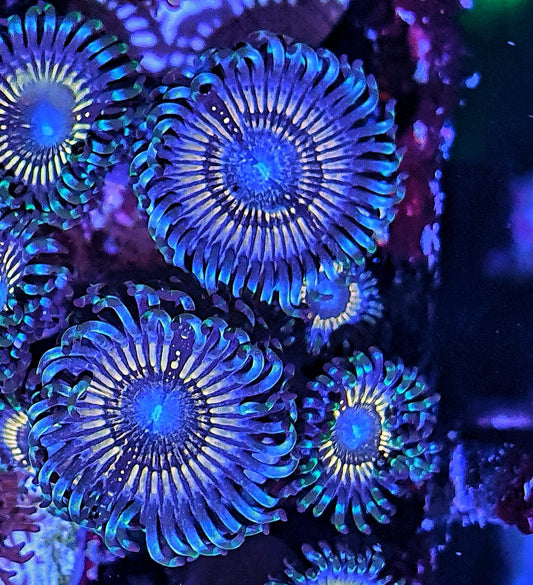 Zoanthids ("Petroglyphs")