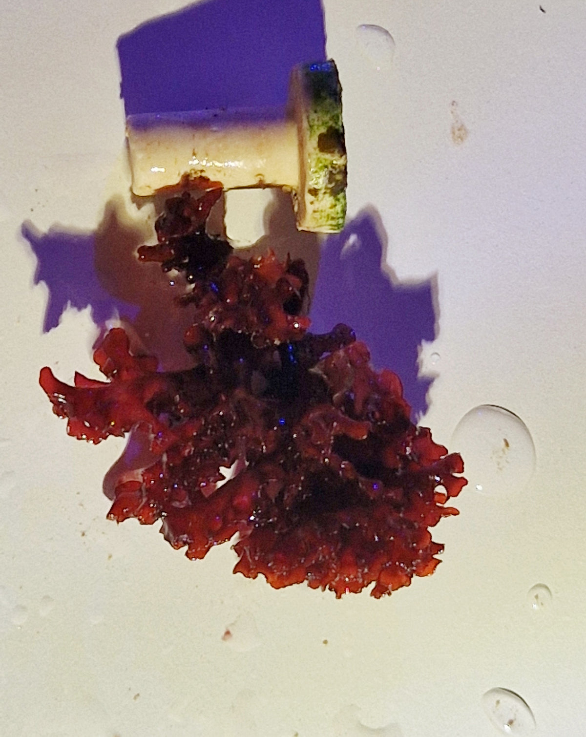 Halymenia stipitata ("Acid rain Halymenia" "Atomic broccoli")