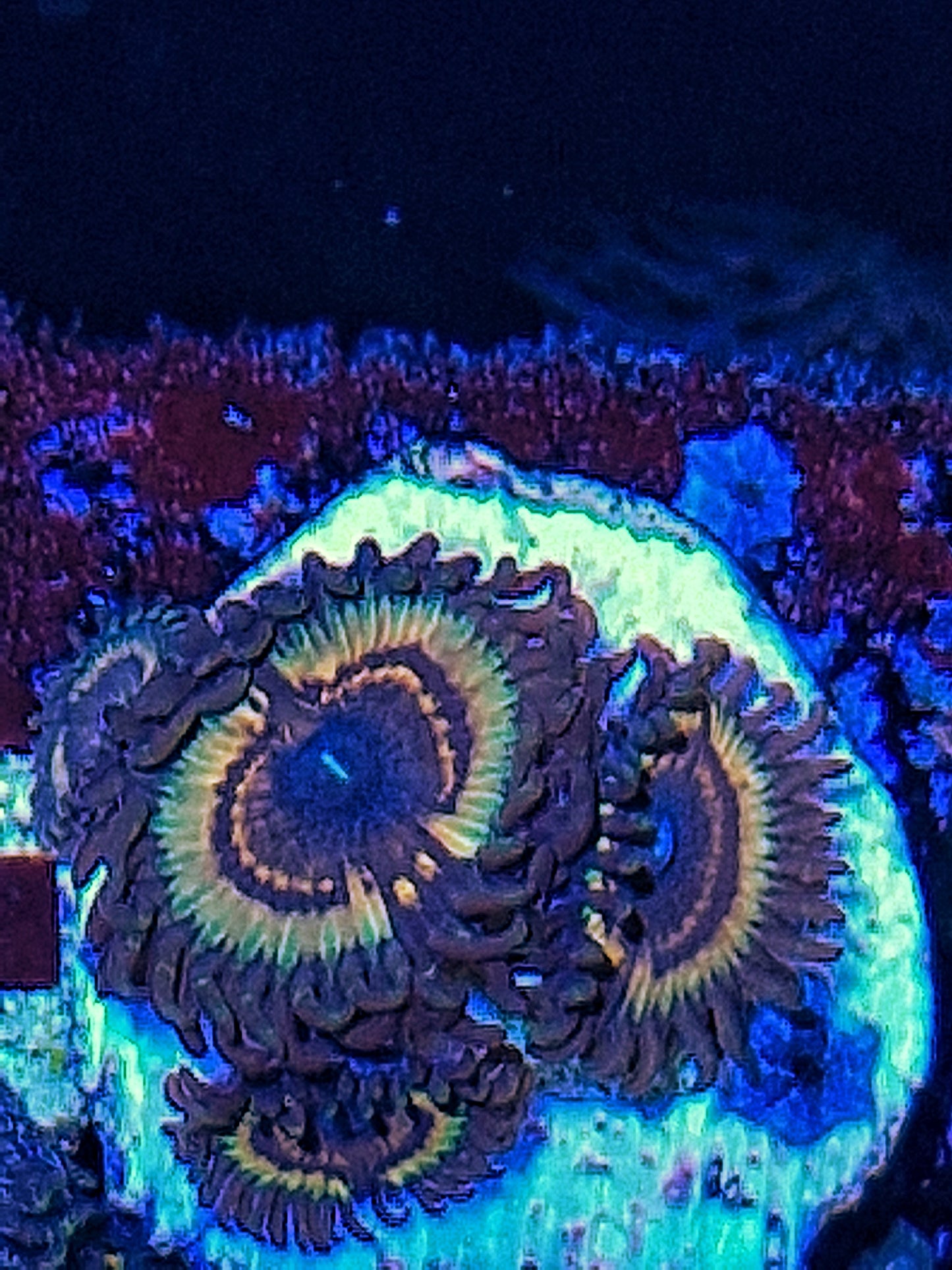 Zoanthid ("Vampire slayer")