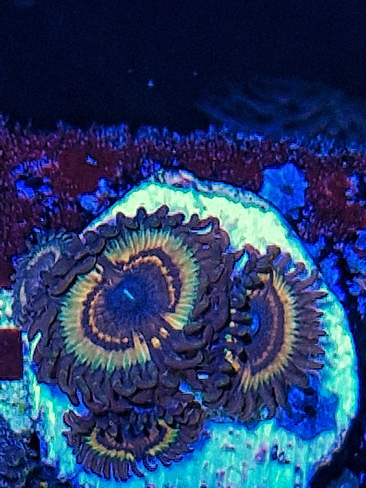 Zoanthid ("Vampire slayer")