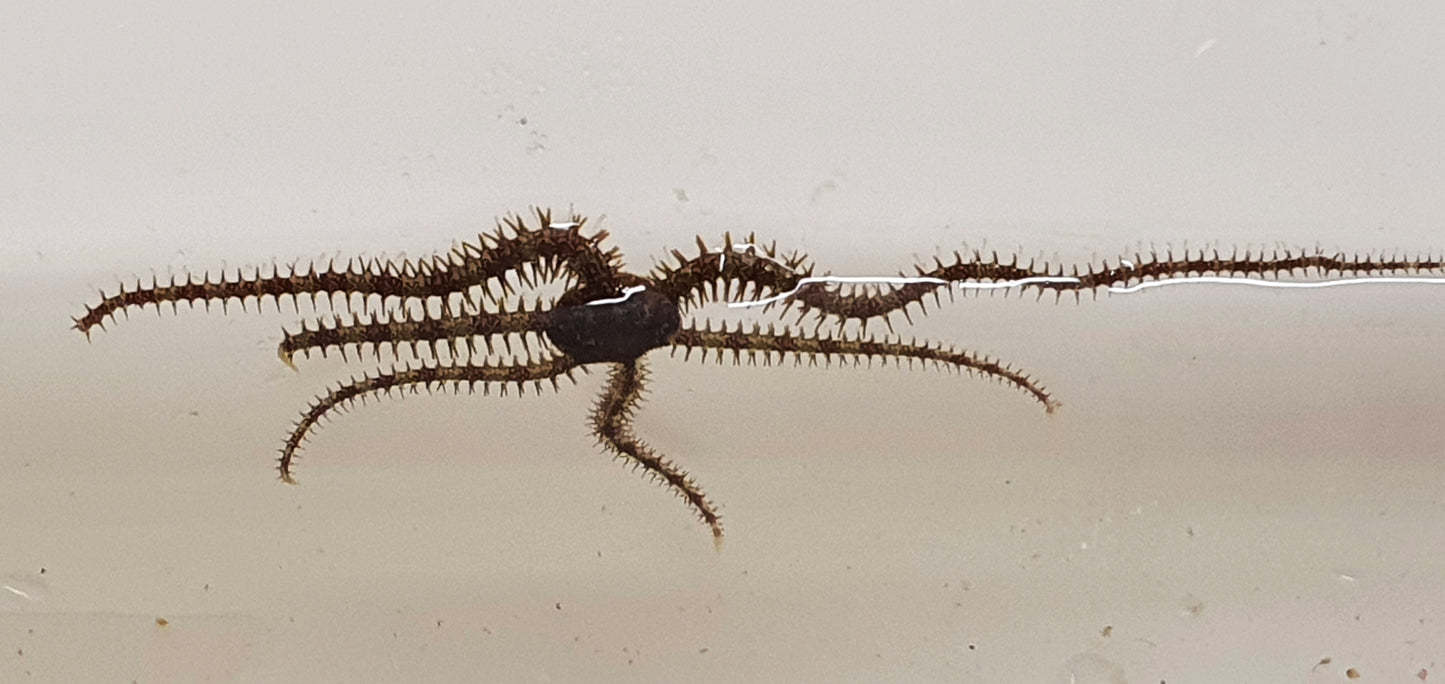 Micro Brittlestars - Ophiocoma pumila (Banded brittlestar)