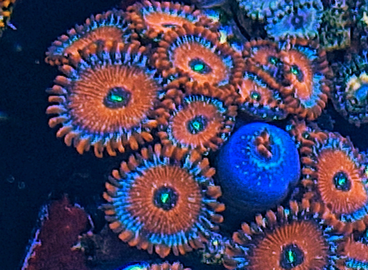 Zoanthid ("Seduction")