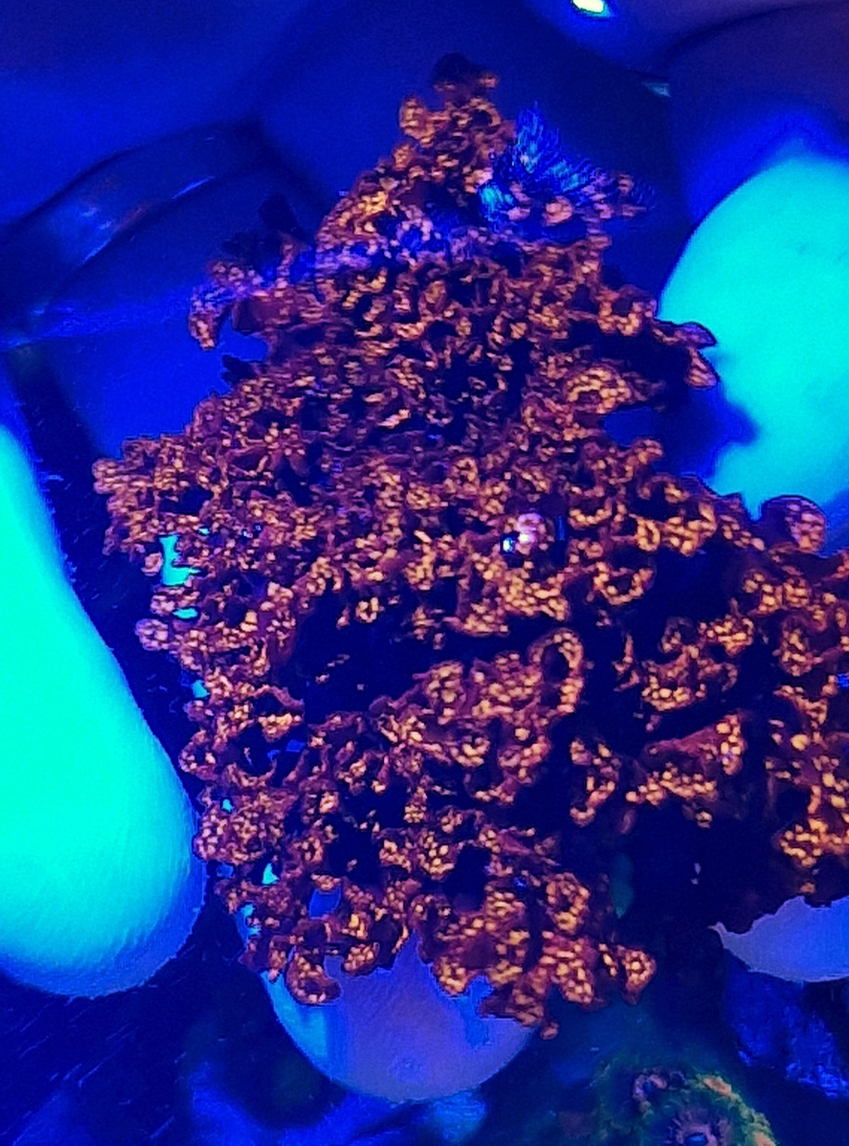 Halymenia stipitata ("Acid rain Halymenia" "Atomic broccoli")