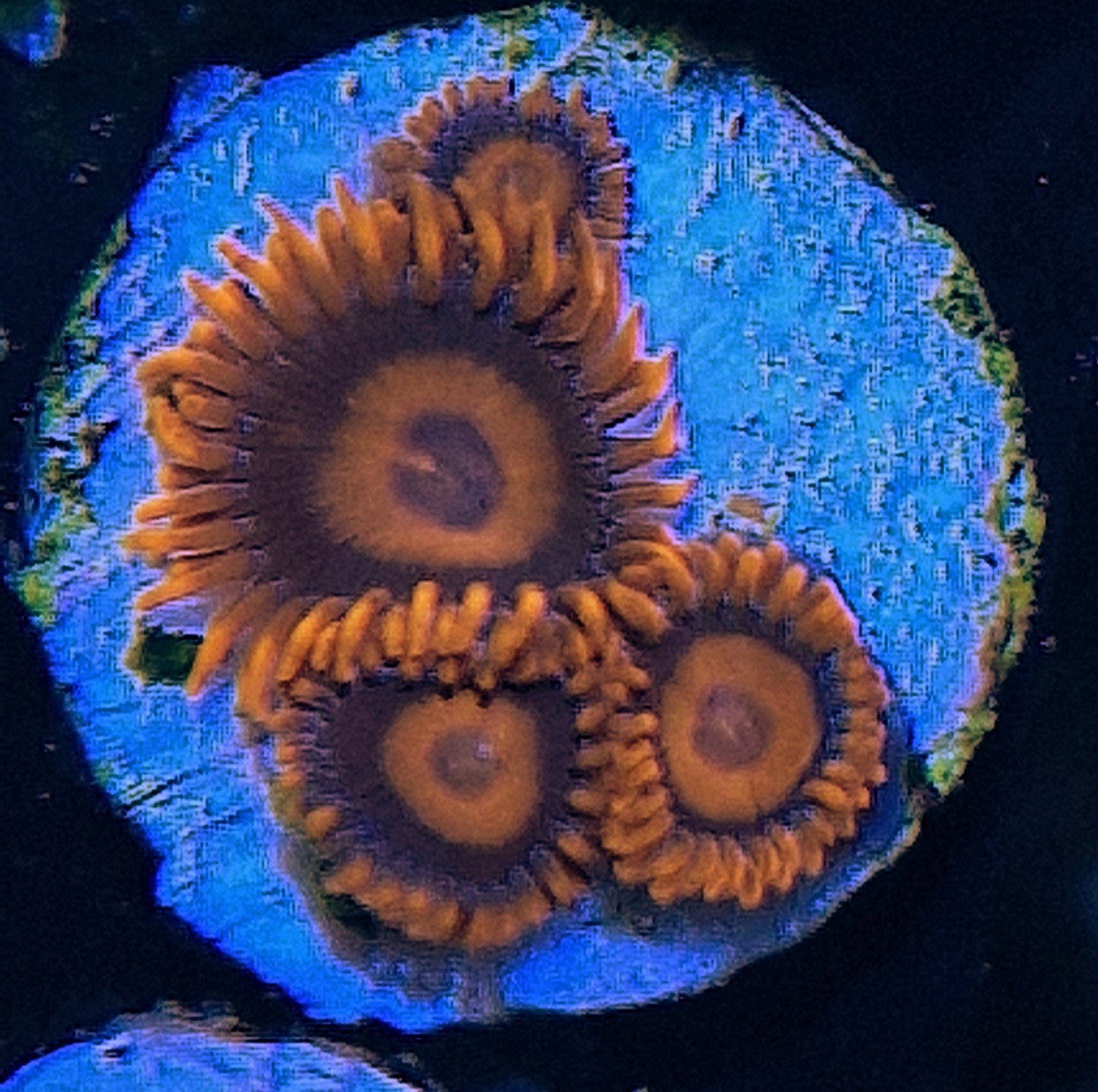 Zoanthid ("Orange oxide")