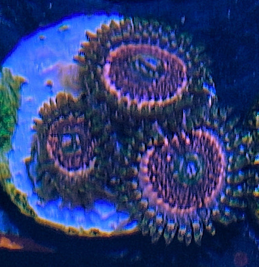 Zoanthid ("Pink zipper")