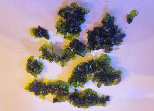 Macro algae : Monistroma nitdum (Herbivorous feed, starter culture)