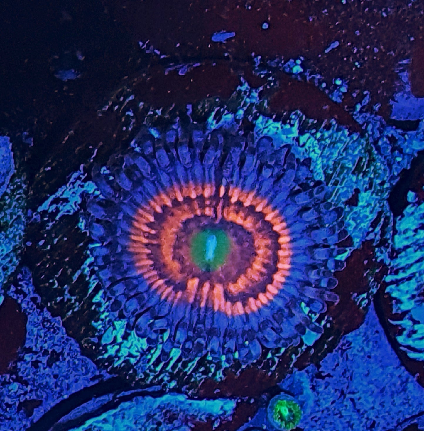 Zoanthids ("Everlasting gobstopper")