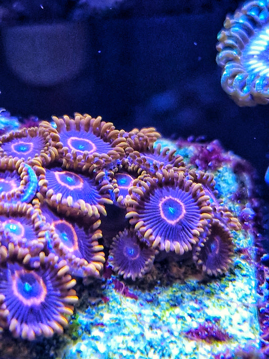 Zoanthids ("Red hornets")
