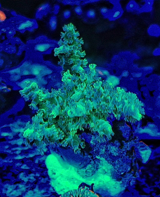 Sinularia asterolobata ("Mint green")