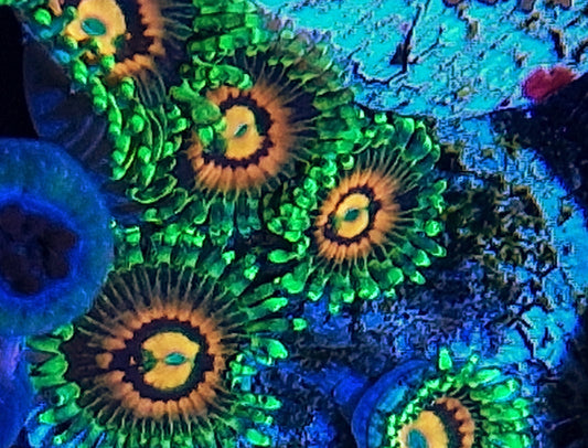 Zoanthids ("Rainbow incinerators")