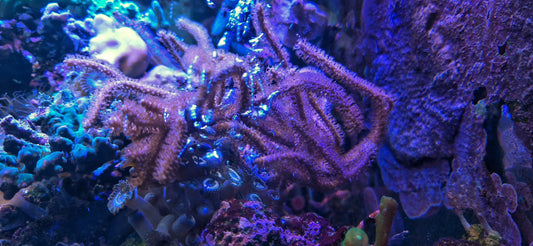 Gorgonian ("Dense polyp, convoluted, wavey")