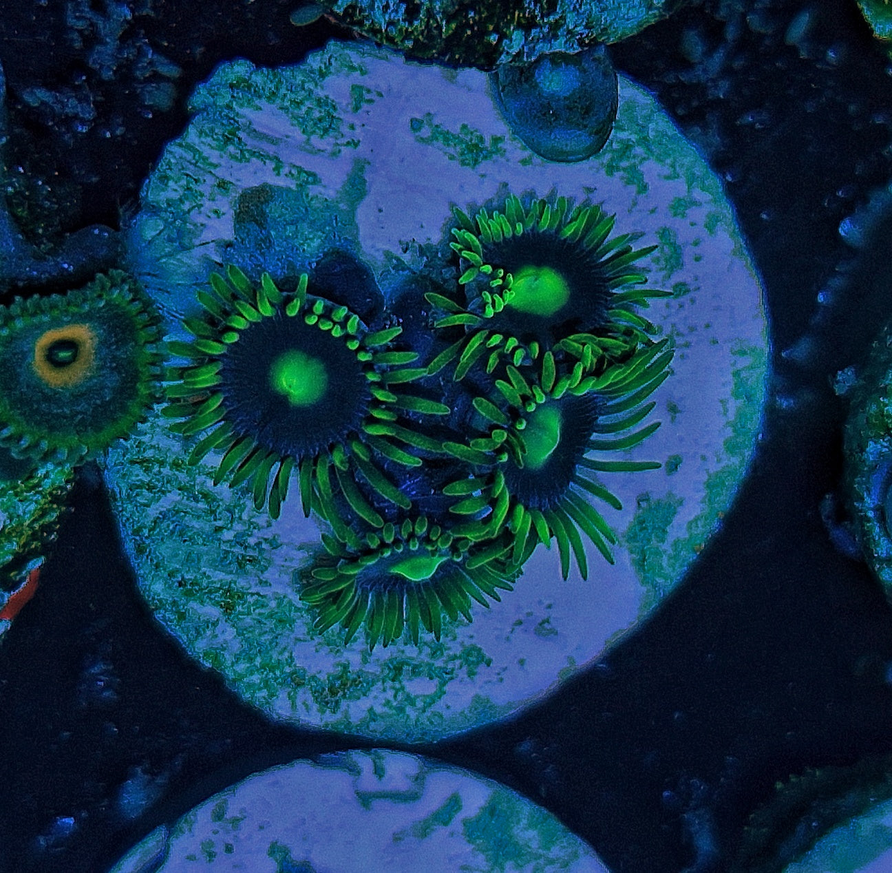 Zoanthid ("Blueberry fields")
