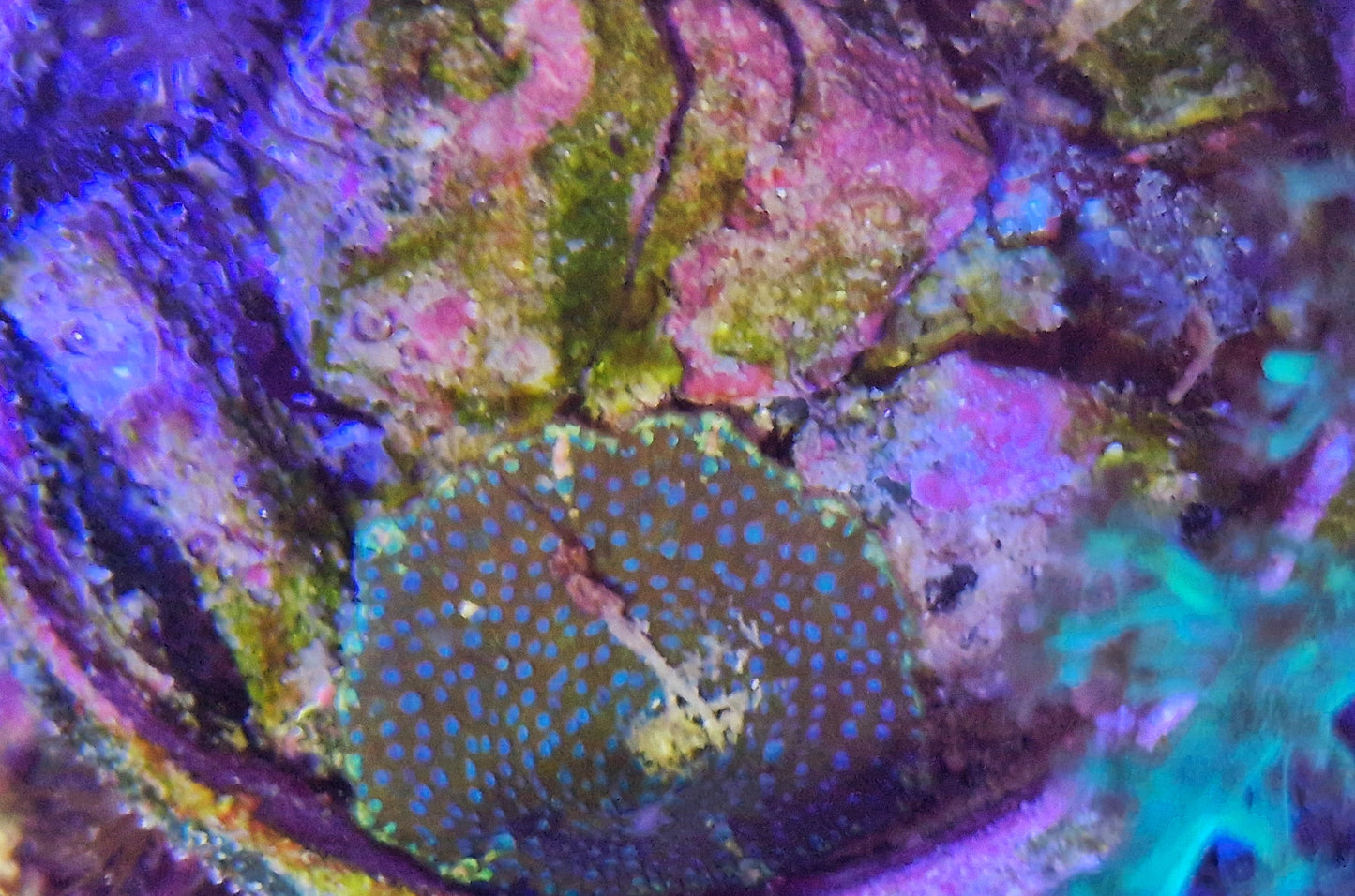 Discoma ("Leopard mushroom")
