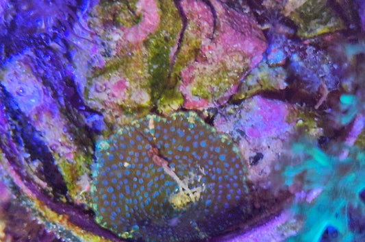 Discoma ("Leopard mushroom")