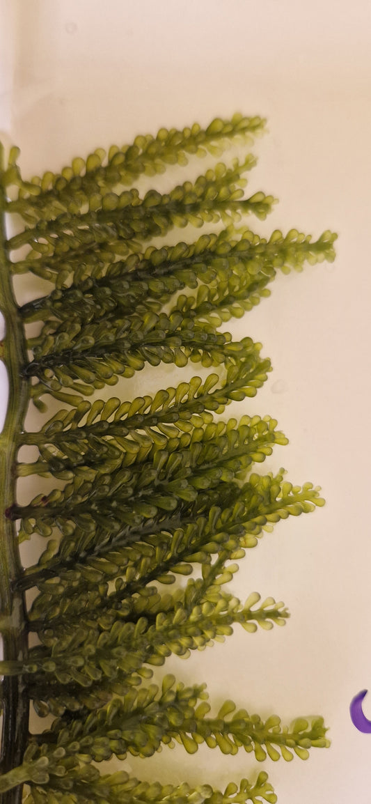 Macro algae : Caulerpa cylindracea