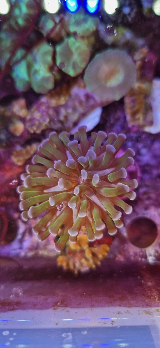 Euphyllia (Branching hammer "Purple tip green polyp")