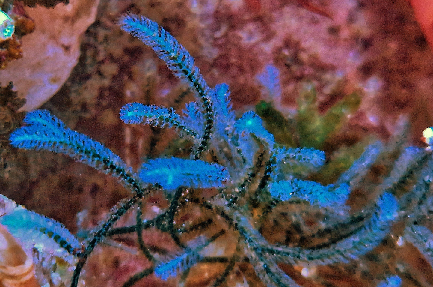Macro algae : Caulerpa webbiana