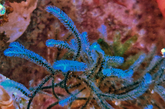 Macro algae : Caulerpa webbiana