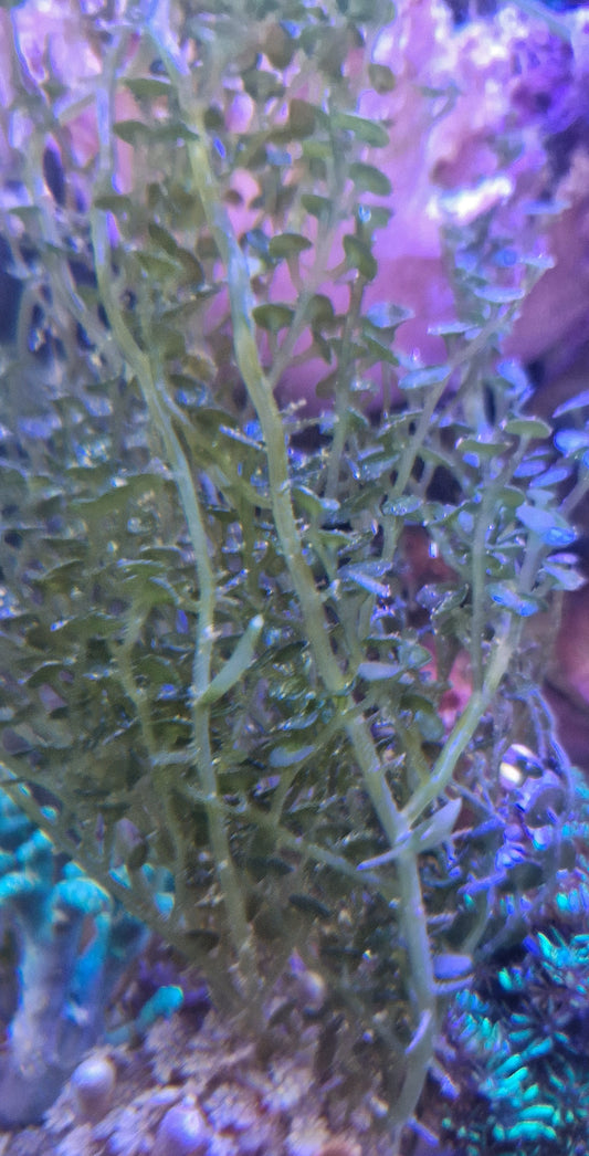 Macro algae : Caulerpa peltata ("Parasol Caulerpa")
