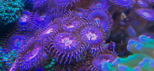Zoanthids ("Purple Bees")