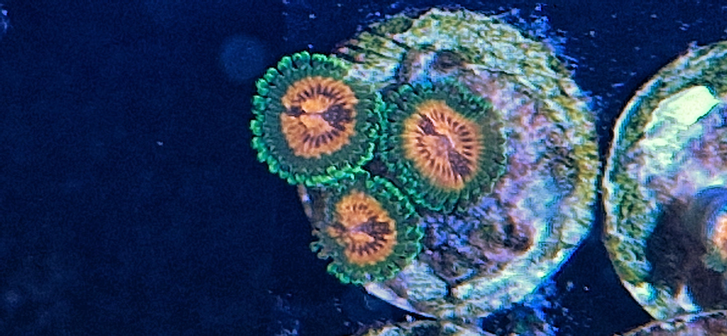 Zoanthid ("Bowtie blaster")