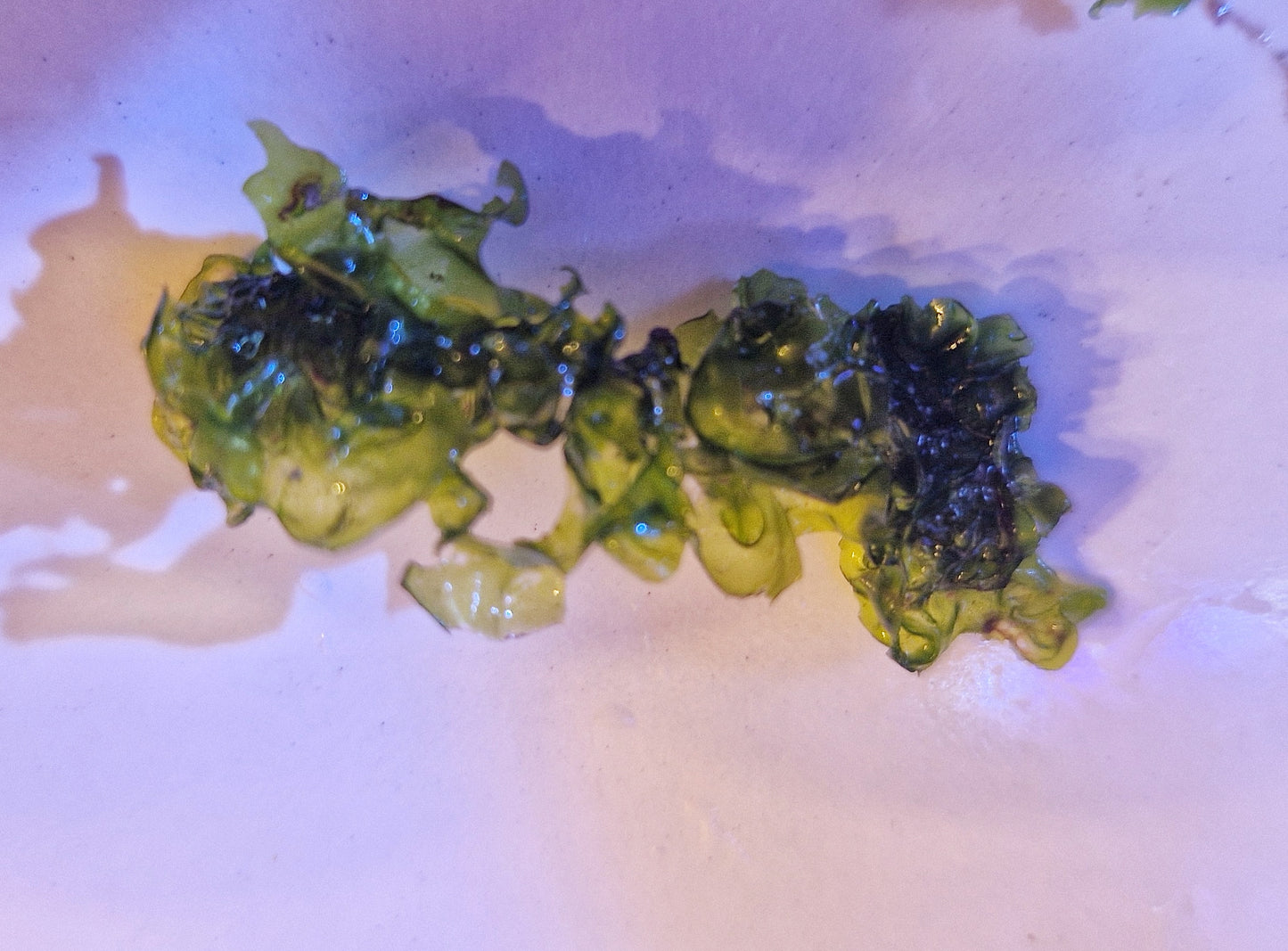 Macro algae : Monistroma nitdum (Herbivorous feed, starter culture)