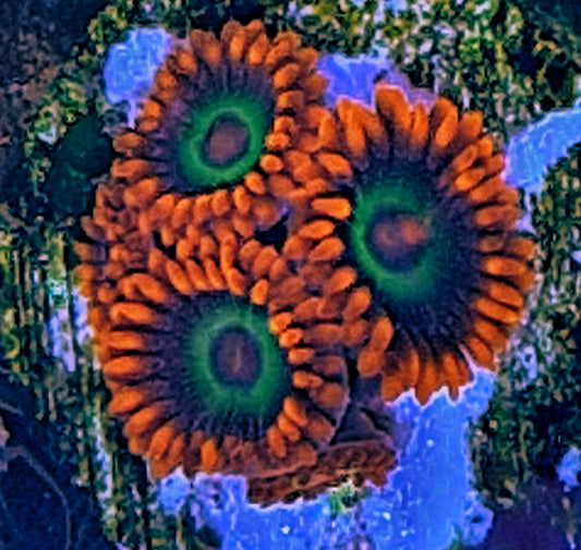 Zoanthids ("Emeralds on fire")