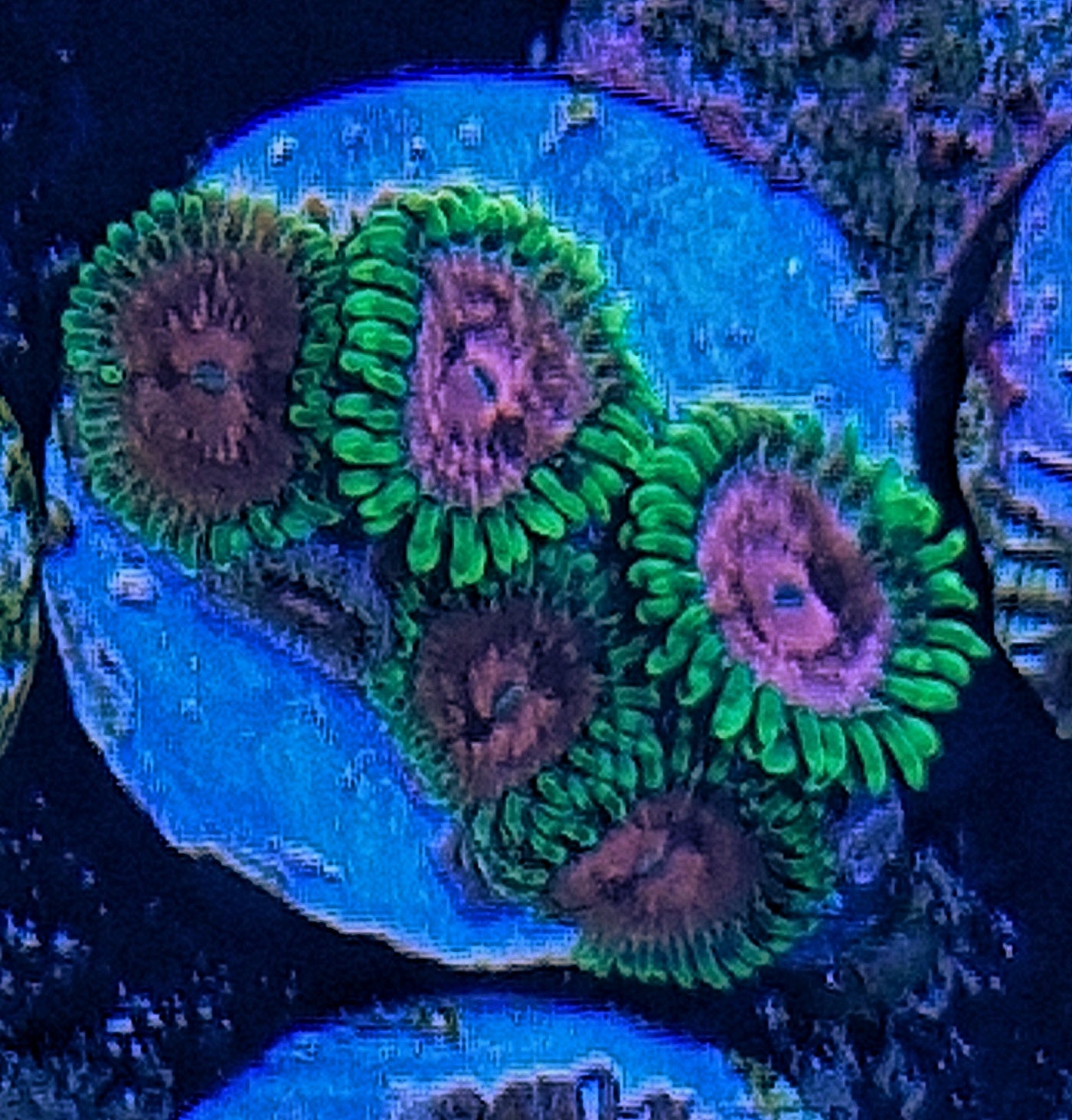 Zoanthid ("Fake lime chilli")