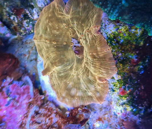 Discoma ("Golden mushroom")