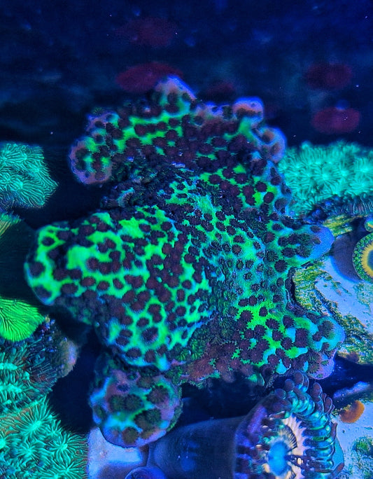 Montipora spongodes
