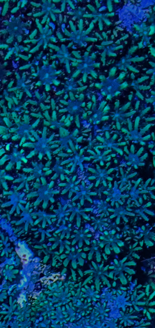 Blue sympodium (Alcyonium verseveldi)