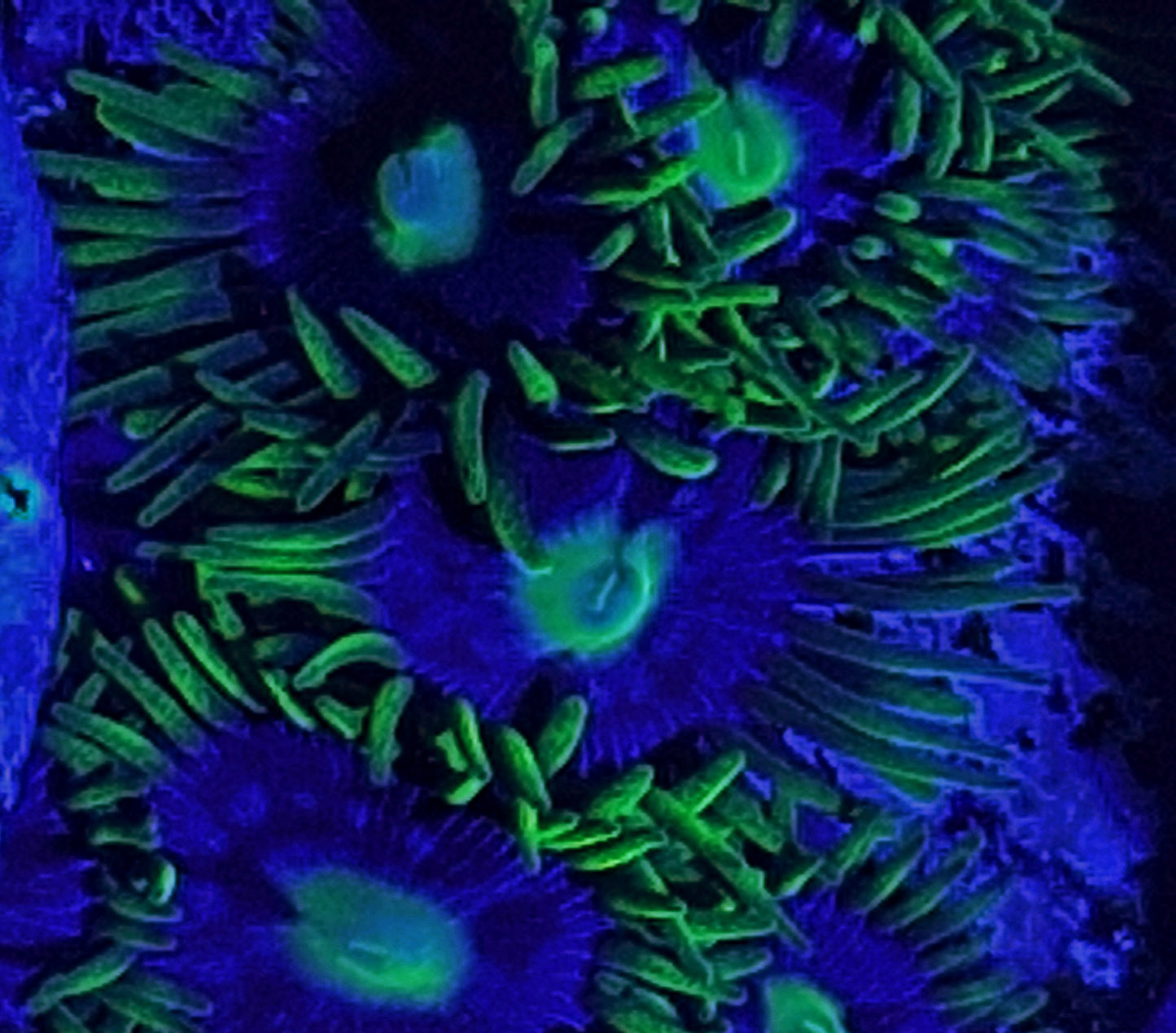 Zoanthid ("Blueberry fields")