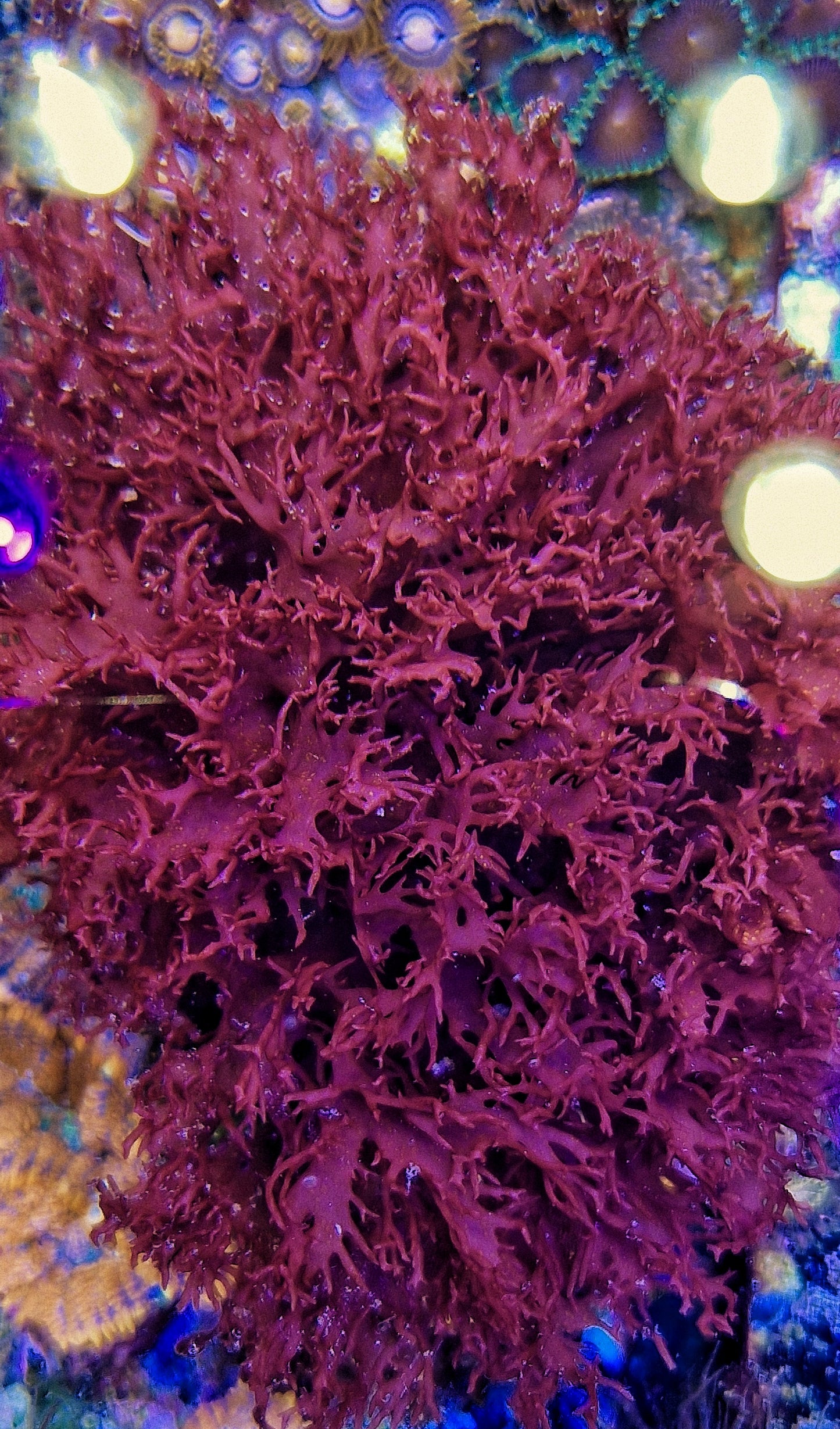 Macro algae : Halymenia formosa