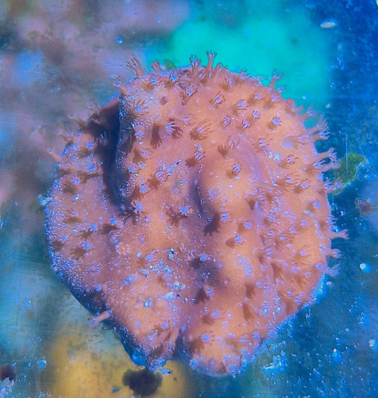 Heliopora spp. ("Blue ridge coral")