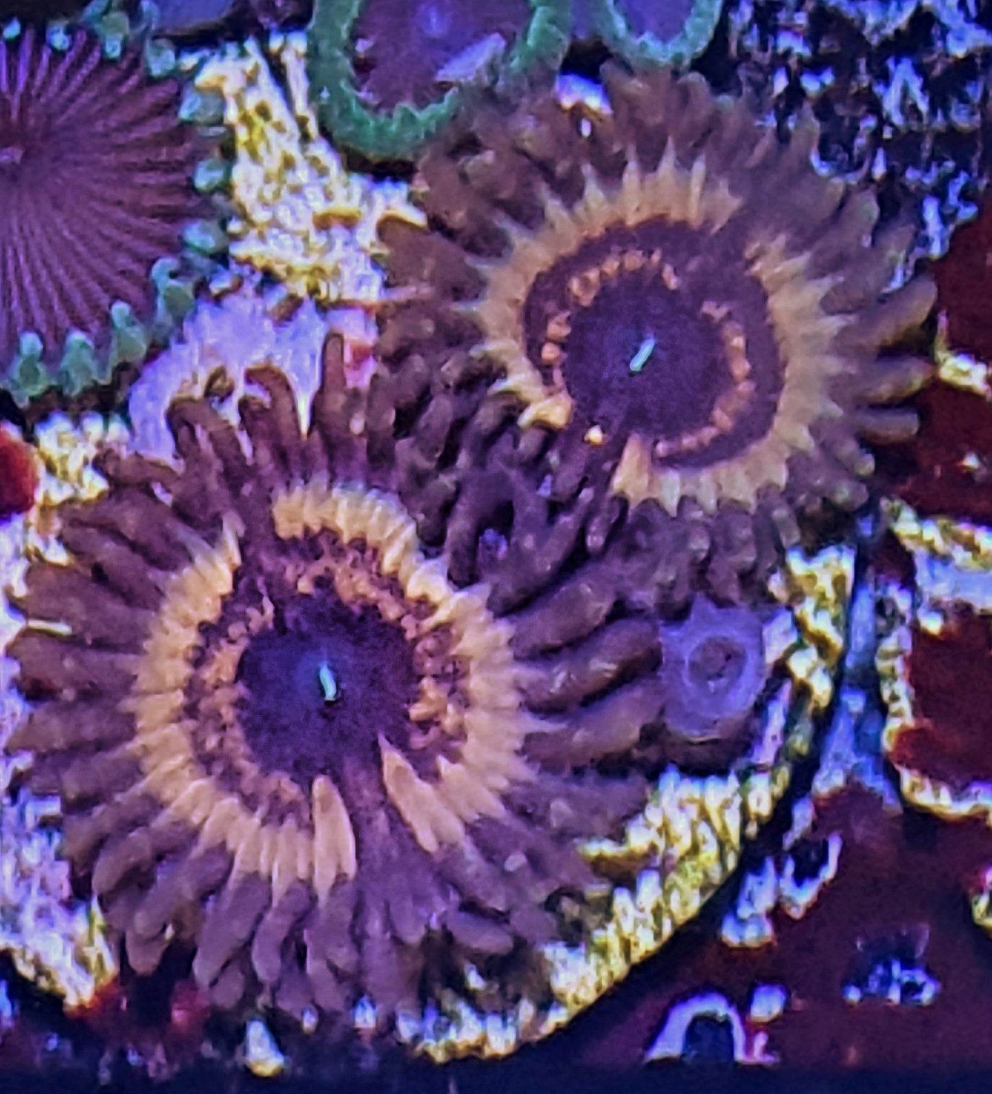 Zoanthid ("Vampire slayer")