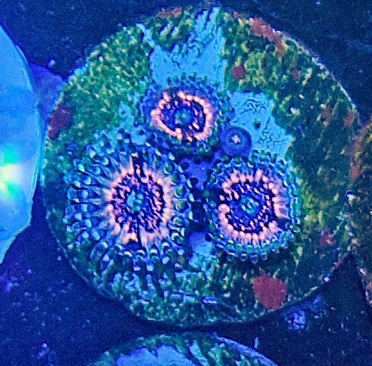 Zoanthid ("Pink zipper")