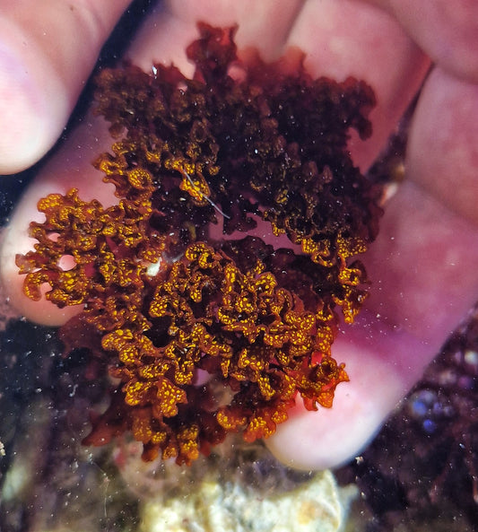 Halymenia stipitata ("Acid rain Halymenia" "Atomic broccoli")
