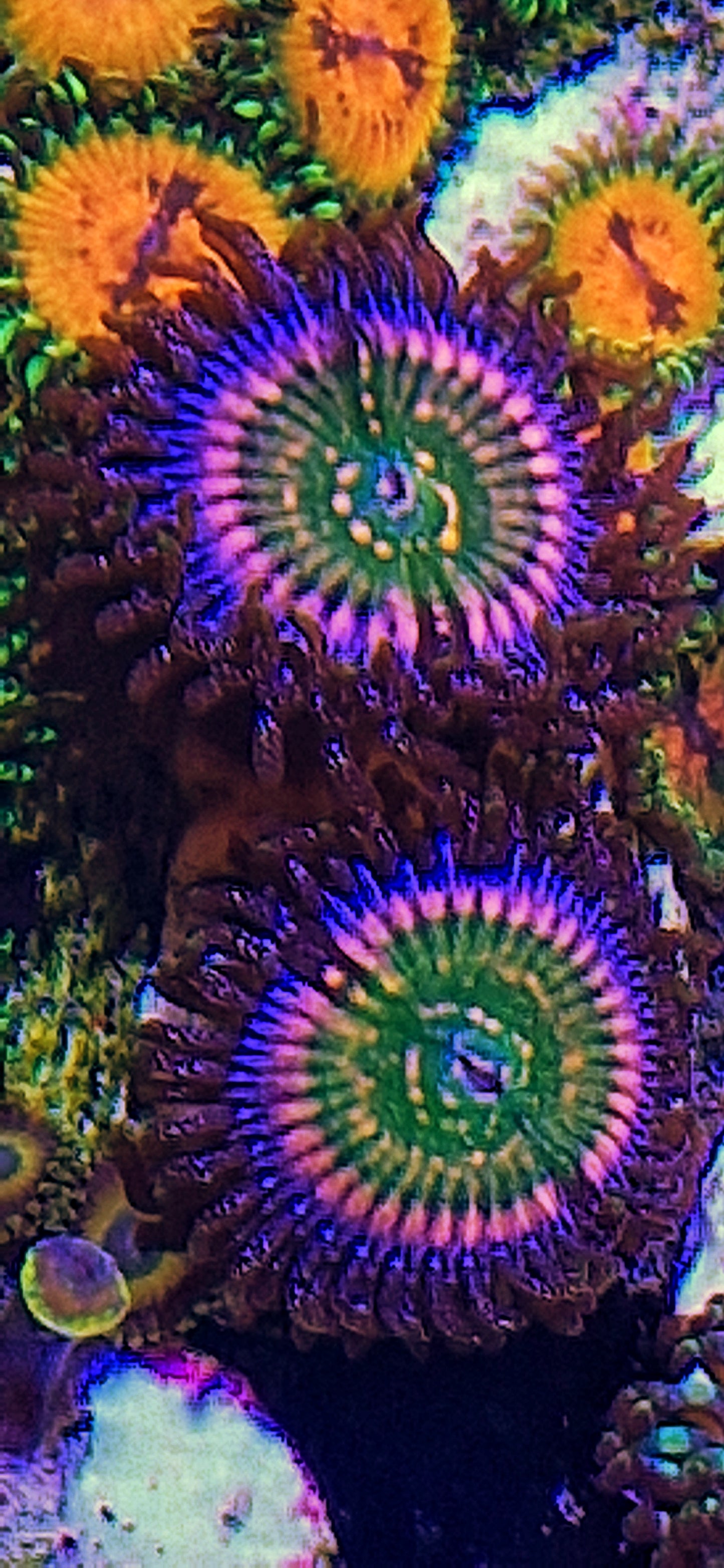Zoanthids ("ARC Woodstock")