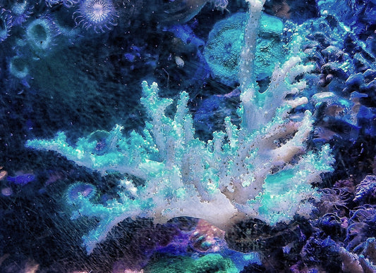 Scelerophyton ("Pure white")